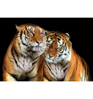 Fototapet: Doi tigri - 254x368 cm