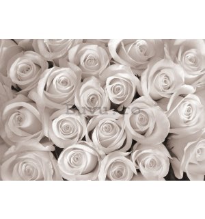 Fototapet: Trandafir alb - 104x152,5 cm