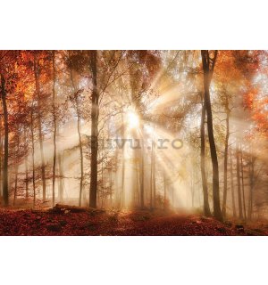 Tablou canvas: Revărsatul de zori în pădure - 75x100 cm