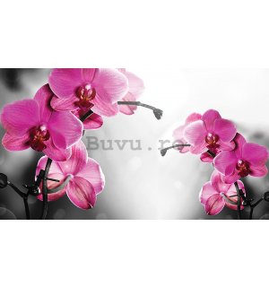 Fototapet vlies: Orhideea pe fundal gri - 152,5x104 cm