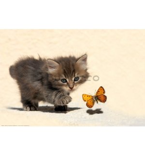 Poster: Pisicuta si fluture