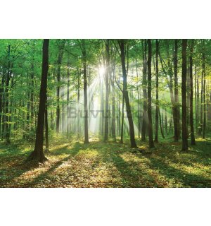 Fototapet: Soarele în pădure (3) - 184x254 cm