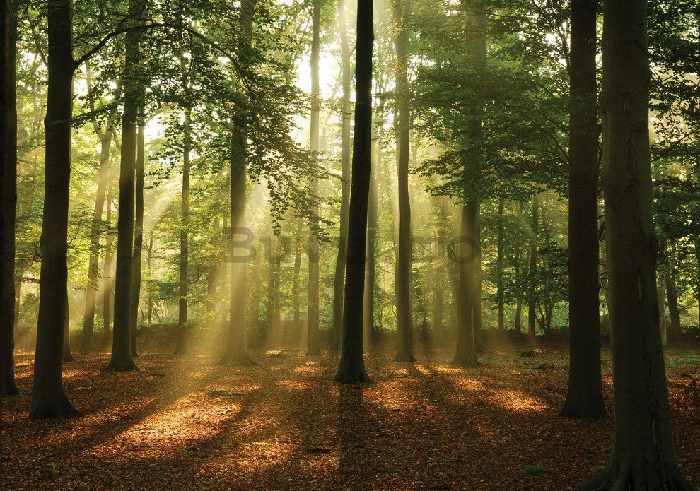 Fototapet: Soarele în pădure (4) - 184x254 cm