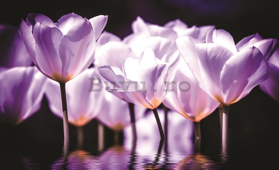 Fototapet: Lalele violet (2) - 184x254 cm