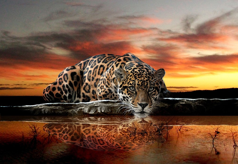 Fototapet: Jaguar - 184x254 cm