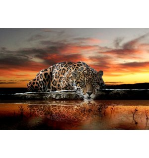 Fototapet: Jaguar - 184x254 cm