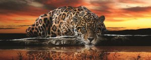 Fototapet: Jaguar - 104x250 cm