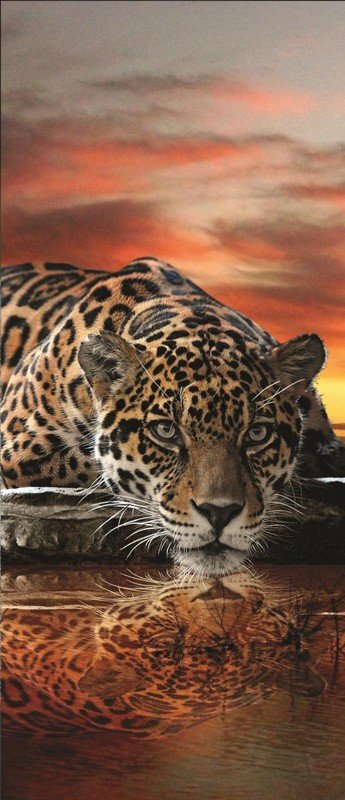 Fototapet: Jaguar - 211x91 cm