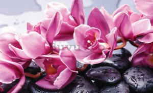 Fototapet: Pietre balneare și orhideea roz - 254x368 cm