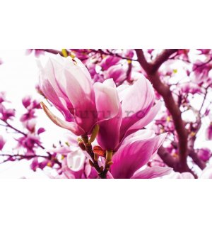 Fototapet: Magnolie roz - 184x254 cm