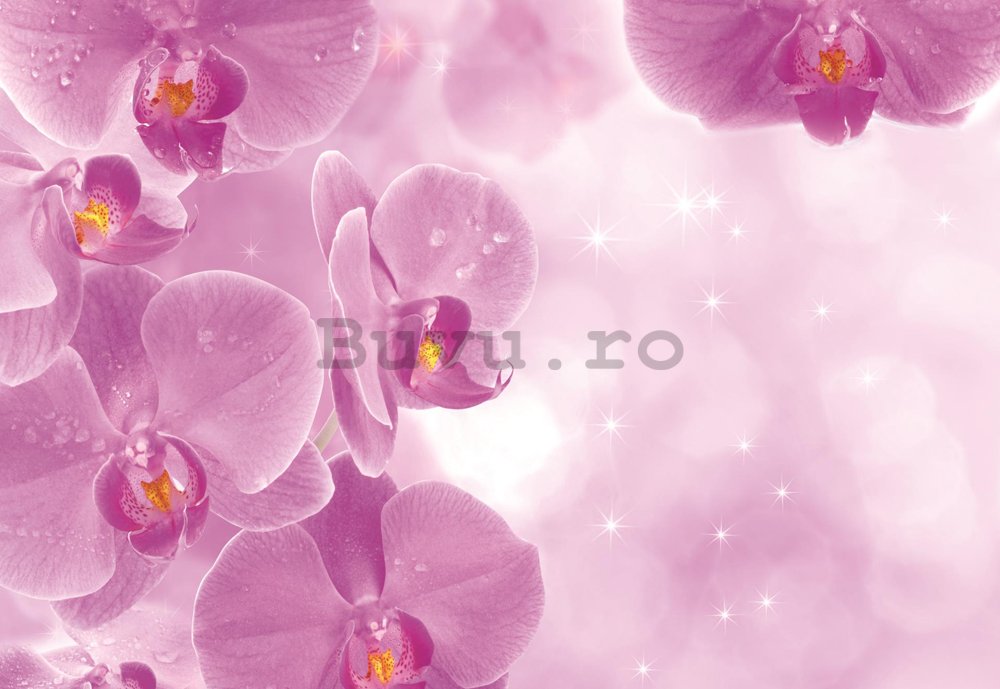 Fototapet: Orhidee (1) - 184x254 cm