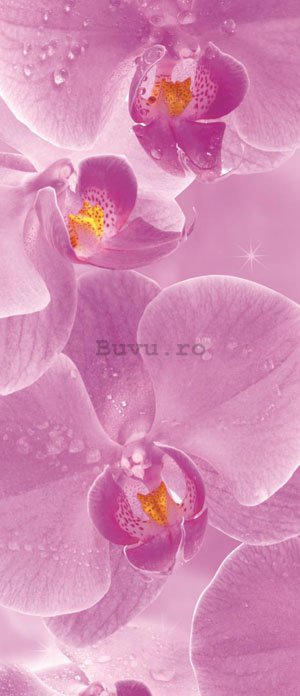 Fototapet: Orhidee (1) - 211x91 cm