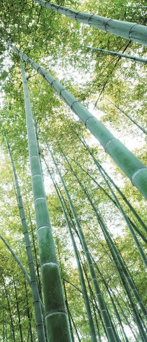 Fototapet: Pădure de bambus - 211x91 cm