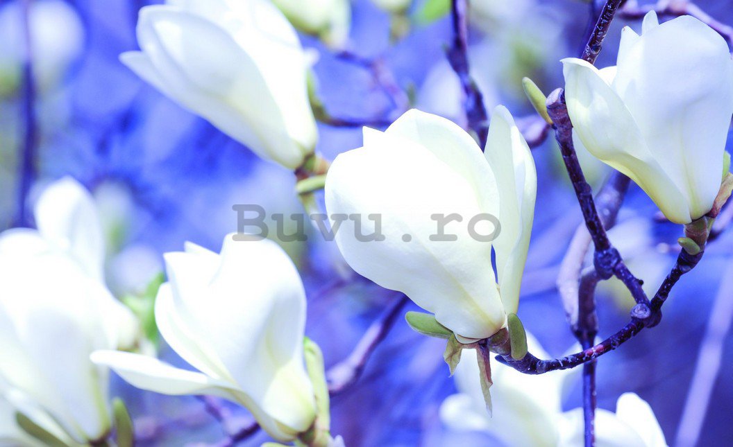 Fototapet: Magnolii albe - 184x254 cm