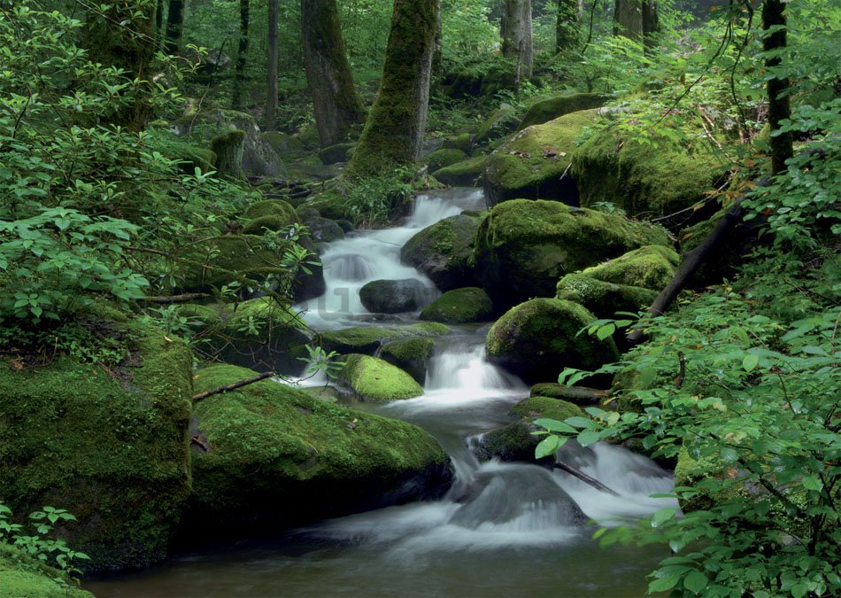 Fototapet: Pârâu de pădure (1) - 184x254 cm