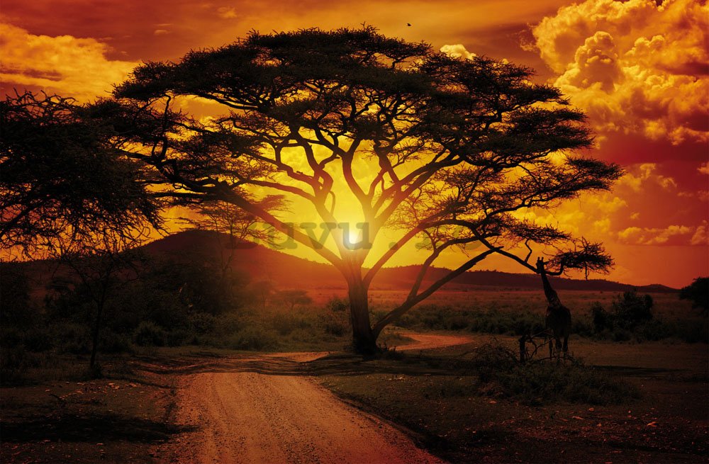 Fototapet: Apus de soare african - 184x254 cm