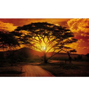 Fototapet: Apus de soare african - 254x368 cm
