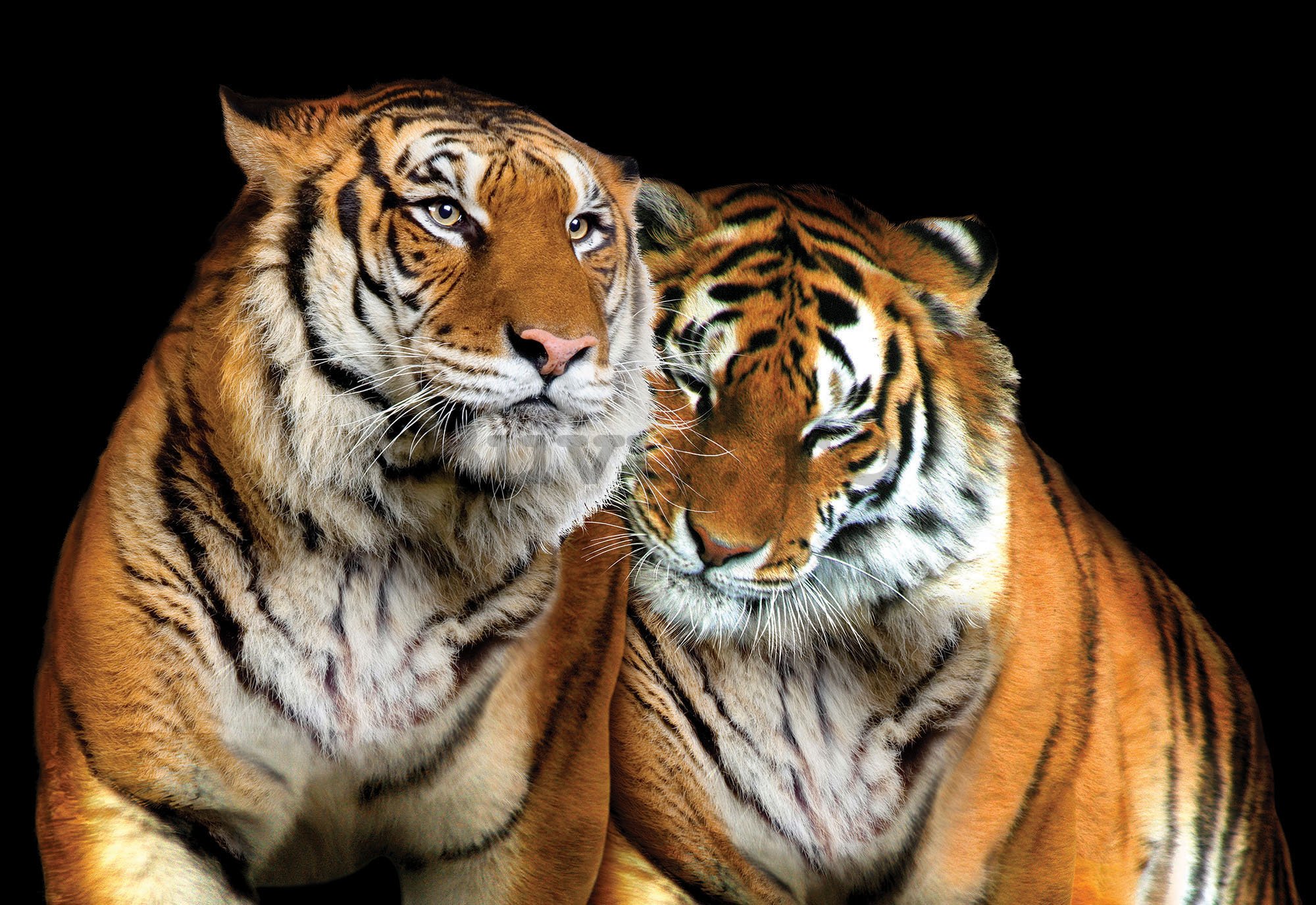 Fototapet: Doi tigri - 184x254 cm