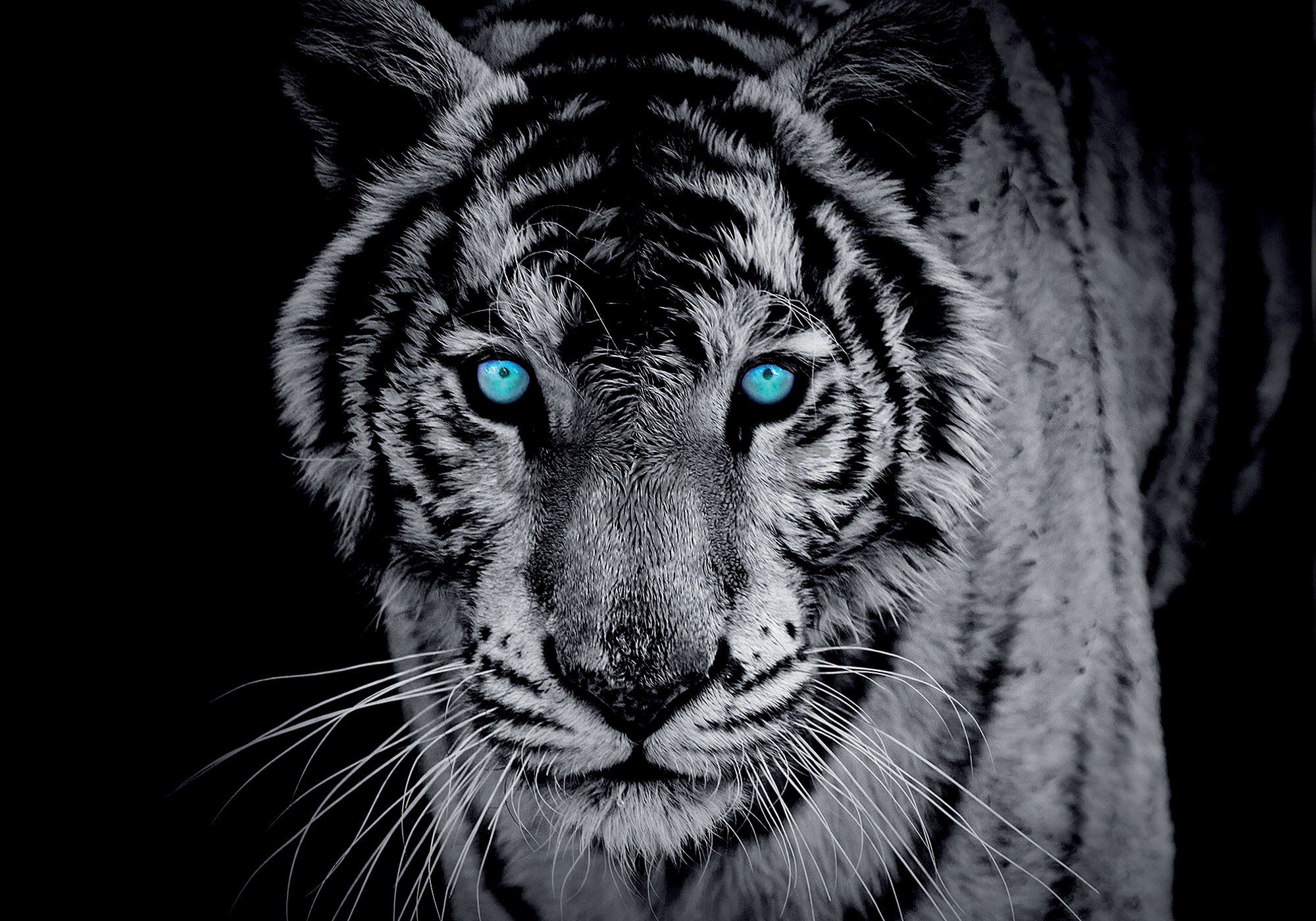 Fototapet: Tigru alb-negru - 184x254 cm