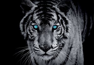 Fototapet: Tigru alb-negru - 254x368 cm