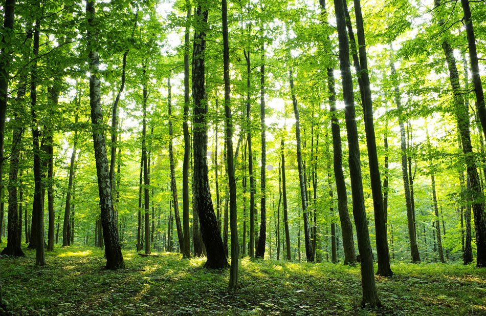 Fototapet: Pădure (2) - 184x254 cm