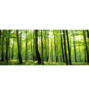 Fototapet: Pădure (2) - 104x250 cm