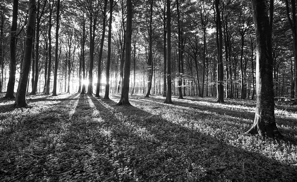 Fototapet: Pădure alb negru (1) - 254x368 cm