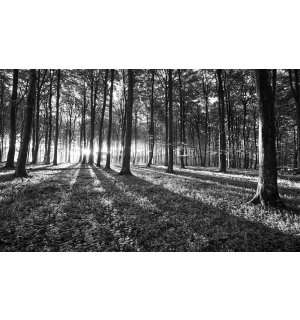 Fototapet: Pădure alb negru (1) - 254x368 cm