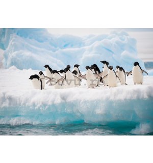 Fototapet: Pinguini - 254x368 cm