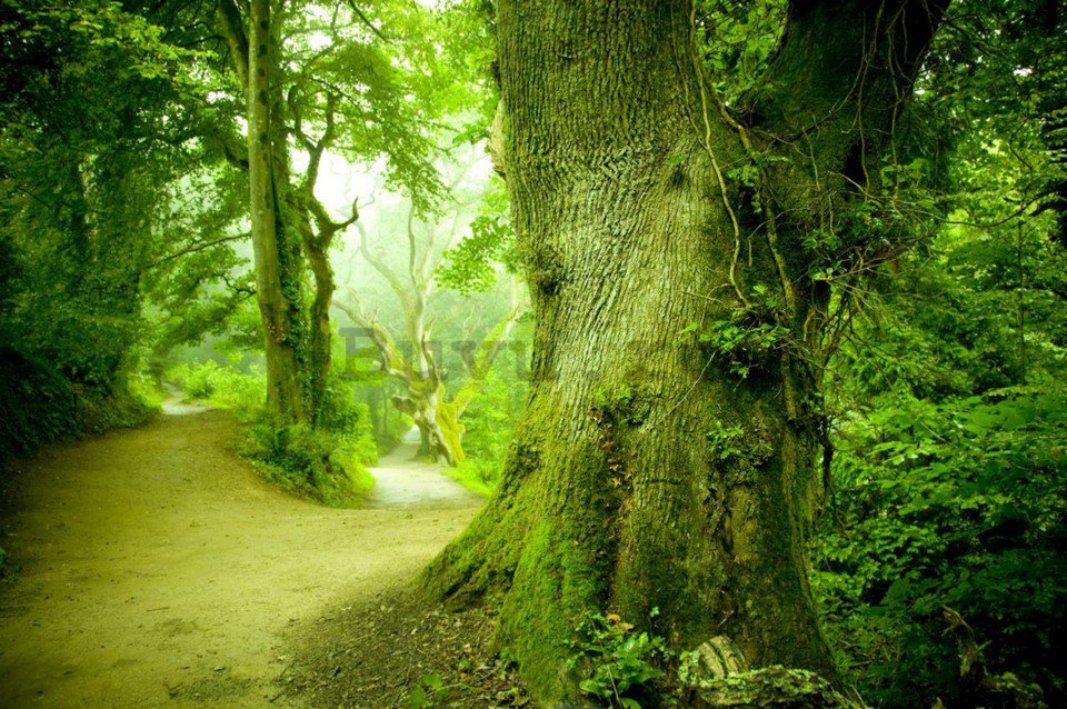 Fototapet: Pădure magică - 184x254 cm