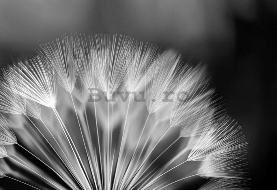 Fototapet: Păpădie alb-negru - 184x254 cm