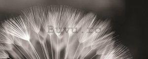 Fototapet: Păpădie alb-negru - 104x250 cm