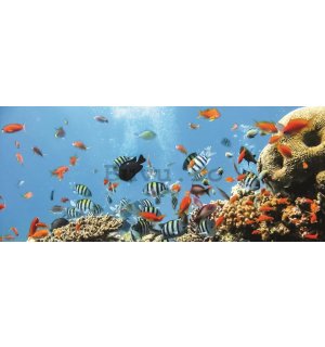 Fototapet: Recif de corali - 104x250 cm