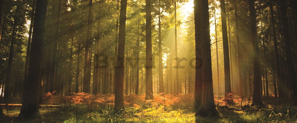 Fototapet: Răsărit de soare în pădure - 104x250 cm