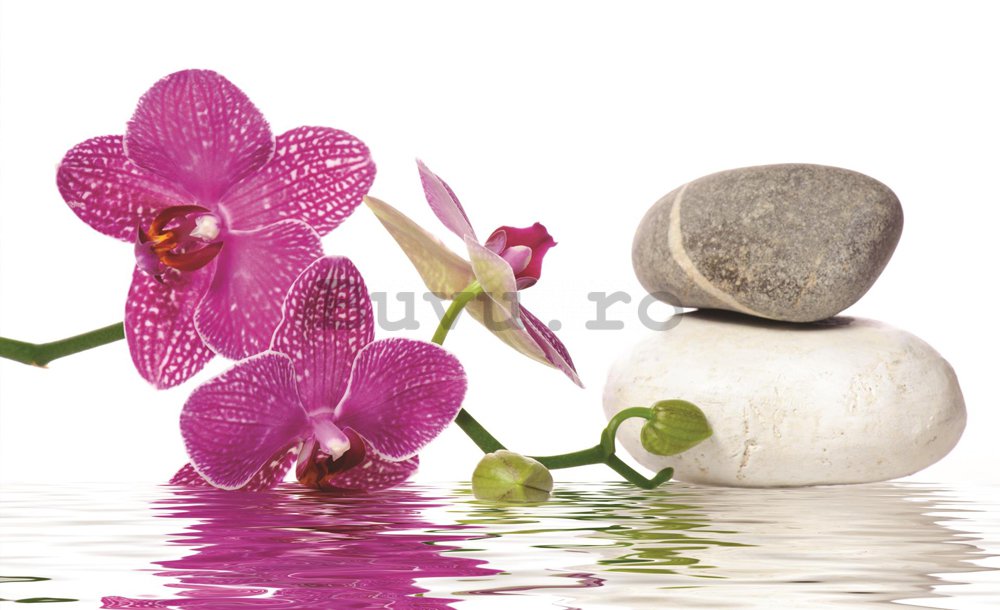 Fototapet: Orhideea cu pietre - 254x368 cm