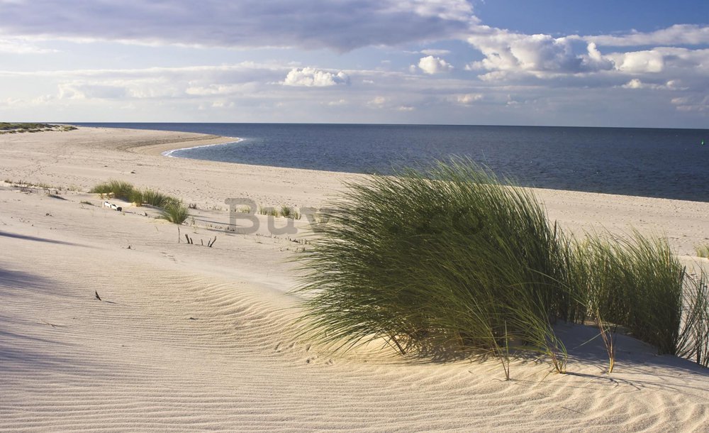 Fototapet: Plajă nisipoasă (1) - 254x368 cm