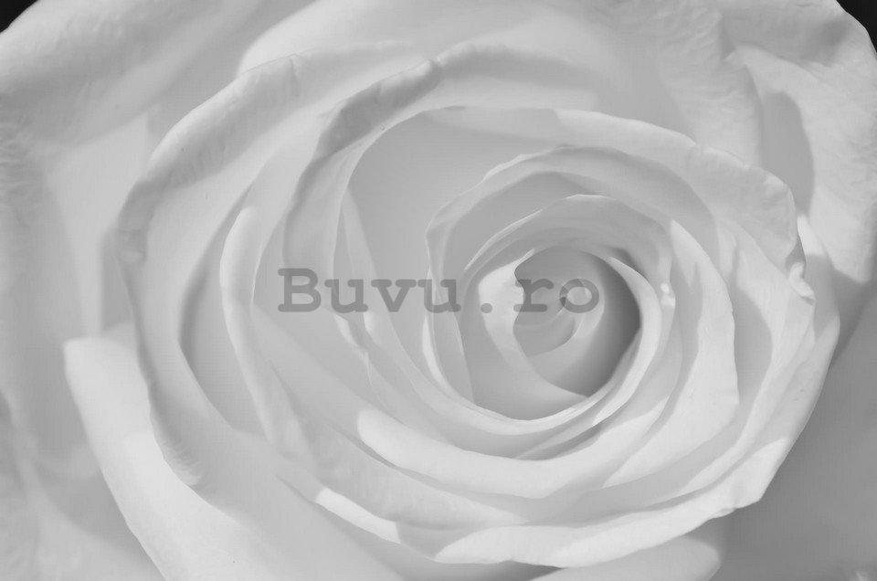 Fototapet: Trandafir alb (detaliu) - 184x254 cm