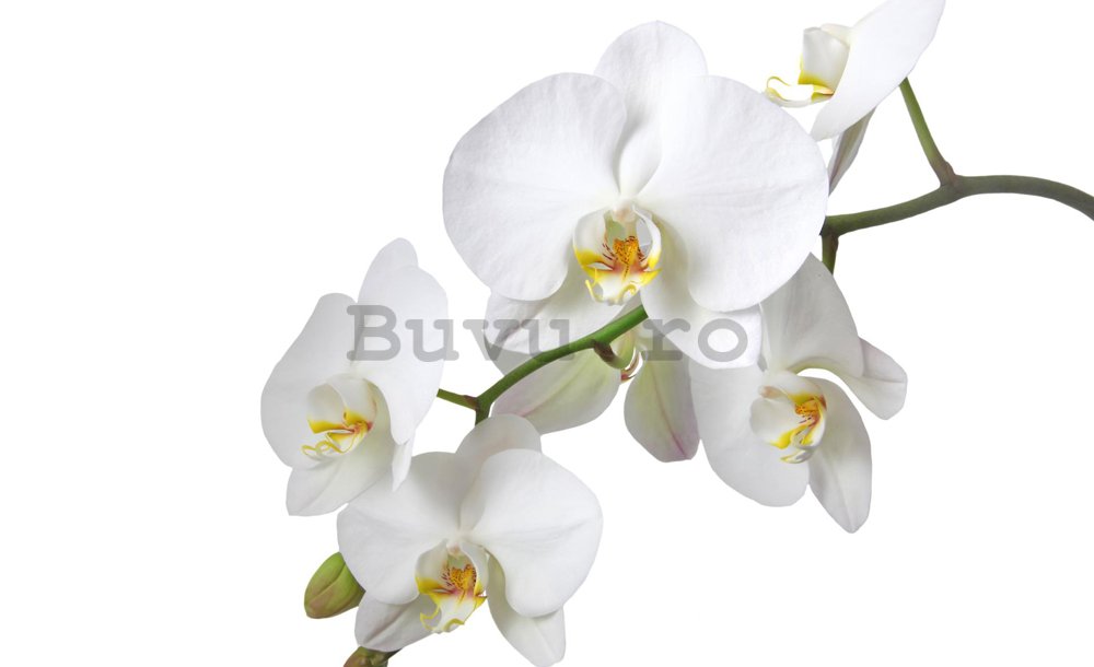 Fototapet: Orhideea Albă - 184x254 cm
