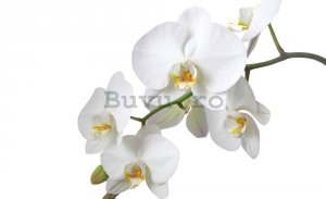 Fototapet: Orhideea Albă - 184x254 cm