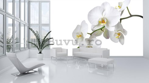 Fototapet: Orhideea Albă - 254x368 cm