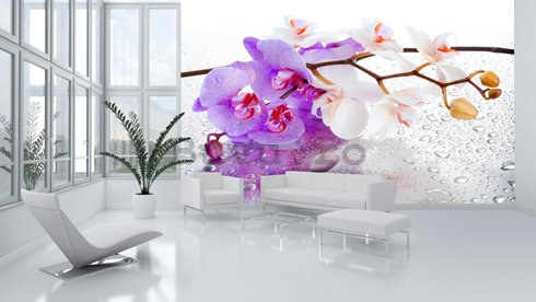 Fototapet: violet-alb orhidee - 184x254 cm