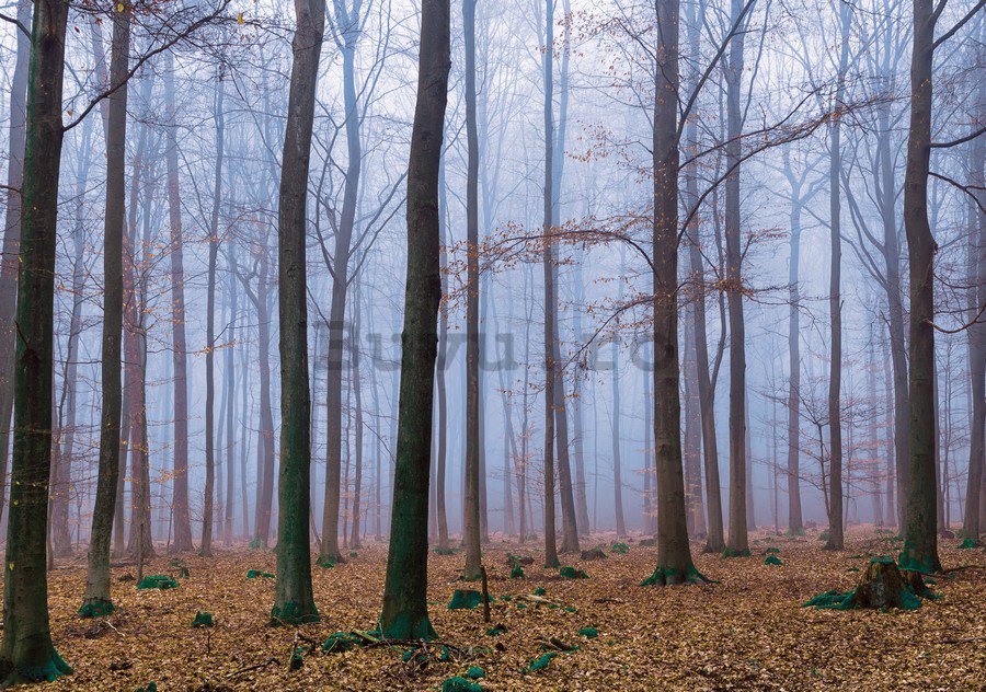 Fototapet: Ceață în pădure (1) - 254x368 cm