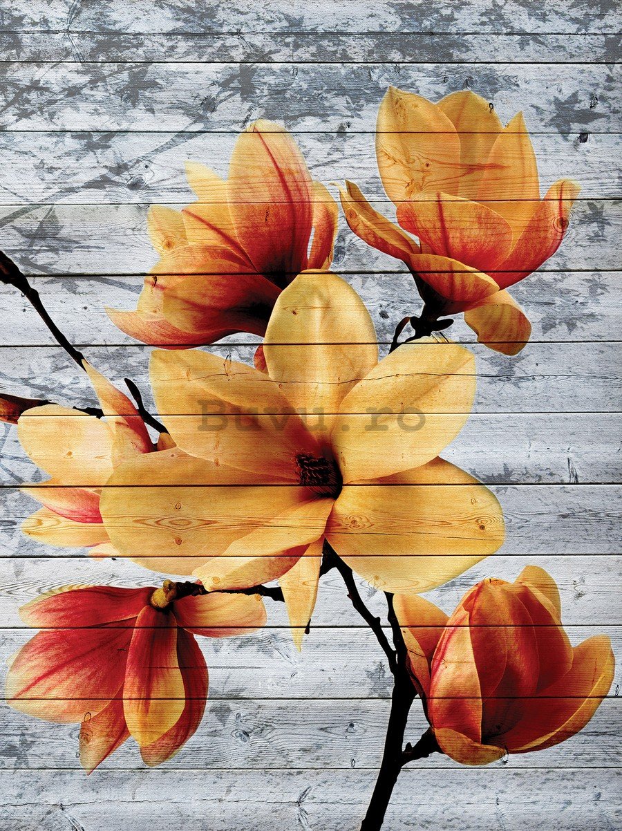 Fototapet: Magnolii (5) - 254x184 cm