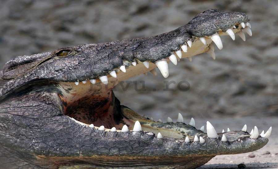 Fototapet: Crocodil - 184x254 cm