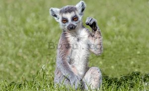 Fototapet: Lemur - 184x254 cm