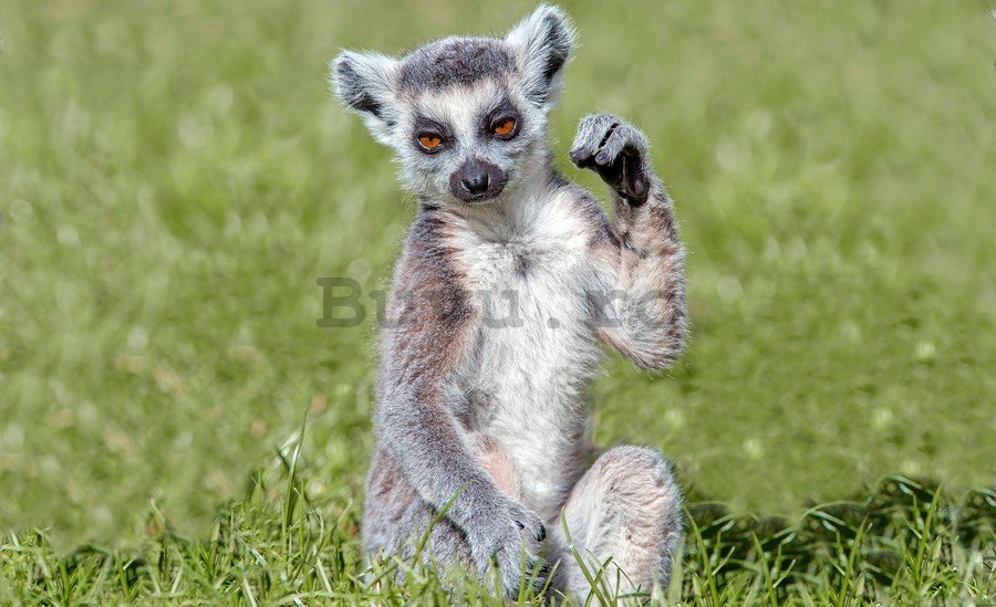 Fototapet: Lemur - 254x368 cm