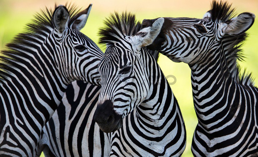 Fototapet: Zebre (2) - 184x254 cm
