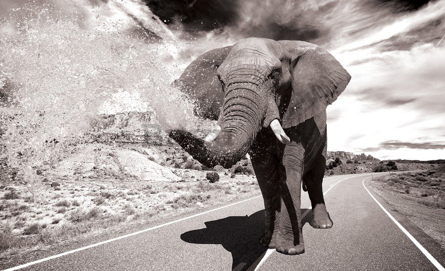 Fototapet: Elefant (2) - 254x368 cm