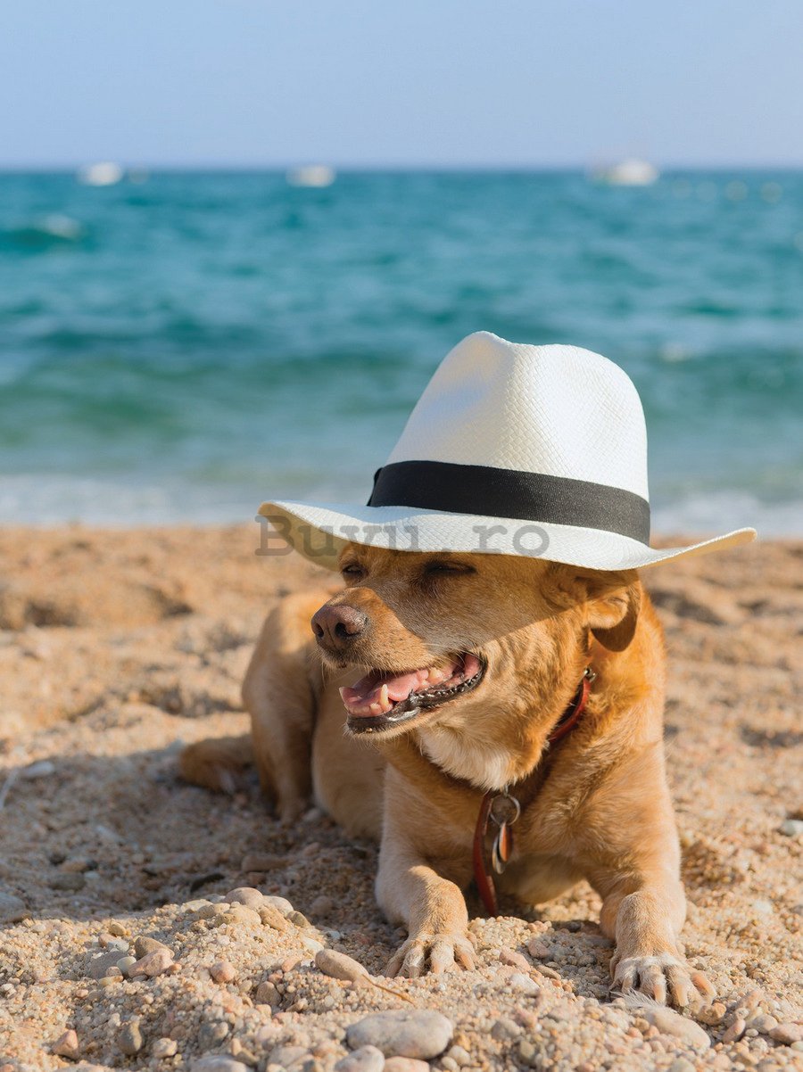 Fototapet: Câinele pe plajă - 254x184 cm