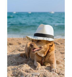 Fototapet: Câinele pe plajă - 254x184 cm